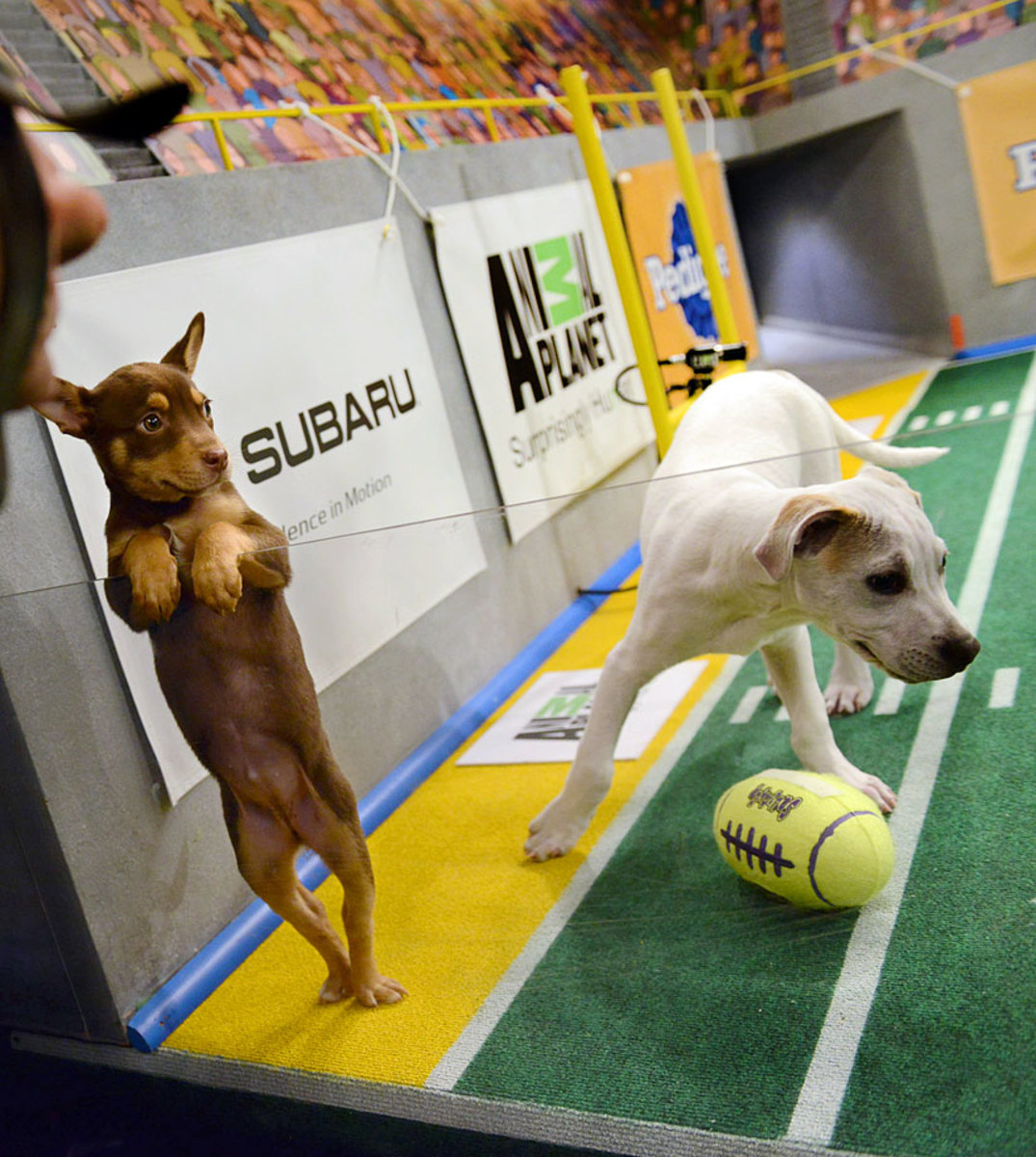 Puppy-Bowl-IX-160313887.jpg